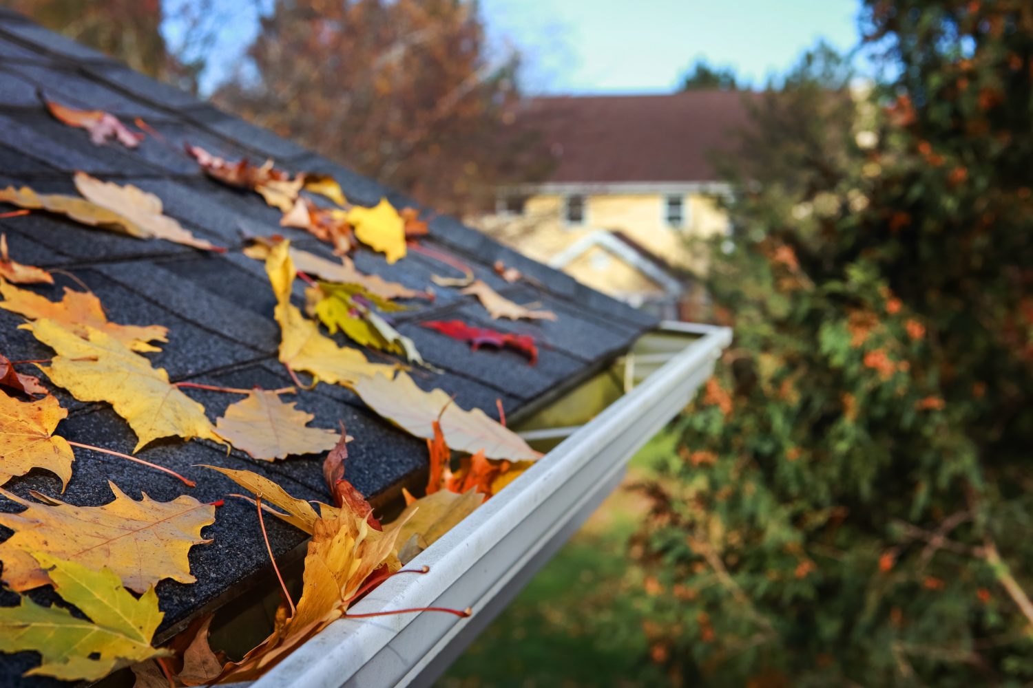 Gutter and roof cleaning services in Noblesville, IN.