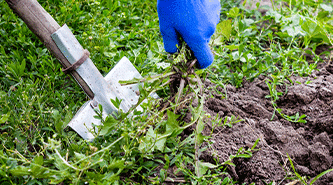 Spring and fall garden clean up services in Indianapolis, IN.