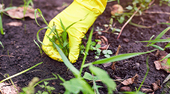 Expert weed removal services in Indianapolis, Indiana, and nearby areas.